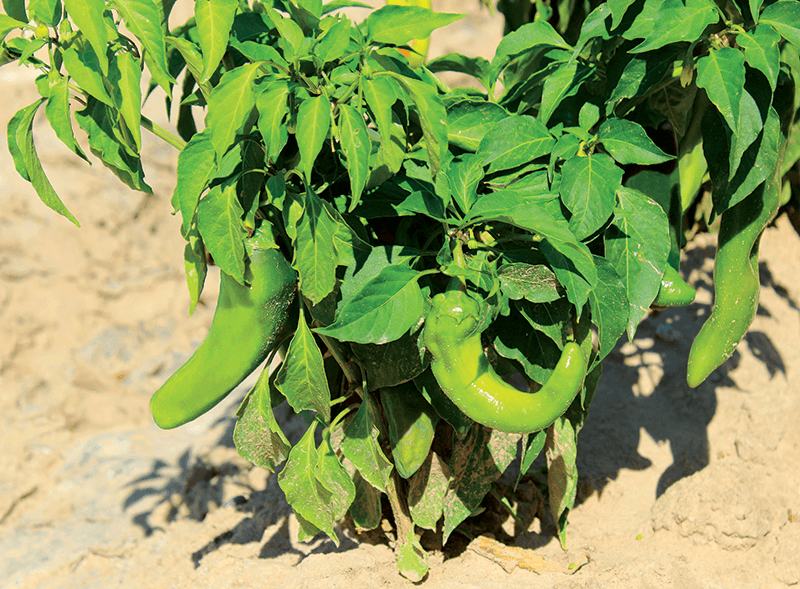 Green Chiles on the Vine